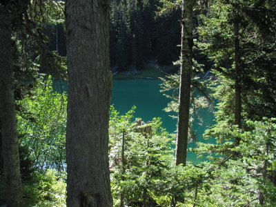 Greenish Surprise Lake