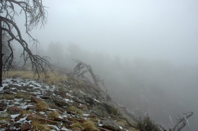 ARIZONA - TONTO N.F. - GILA COHP