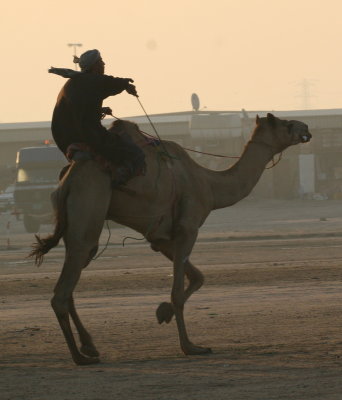 camels