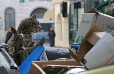 Cat in the trash!