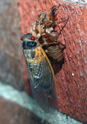 IMG_0811a.jpg