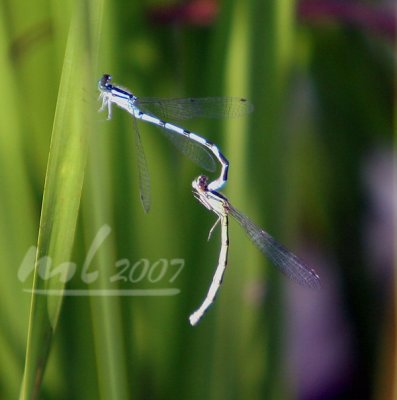 IMG_1095a.jpg