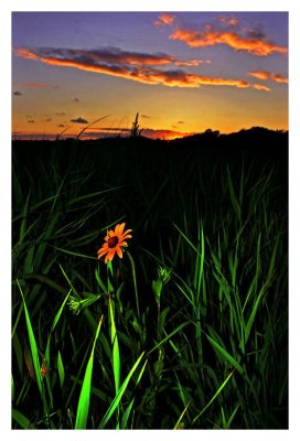 Flower and sunset