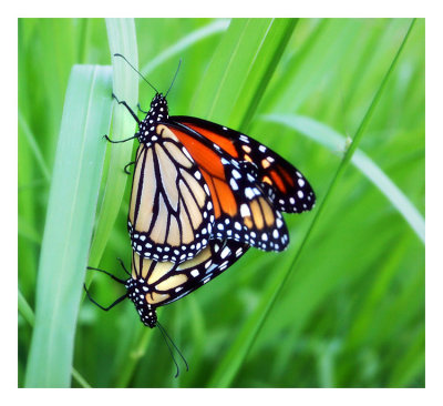 Butterflies in love