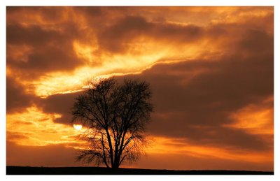 Sunset and tree