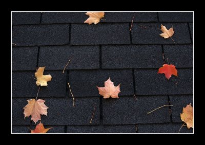 Leaves on the roof