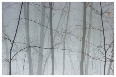 Fog in the woods 2