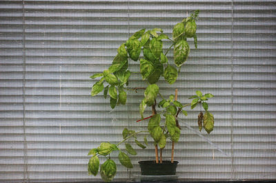 Plant in the window