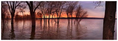 Trees in the river