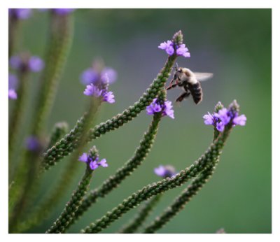 Working bee