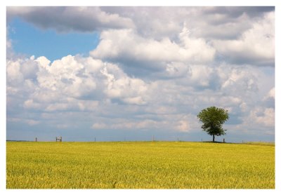 Wheat field