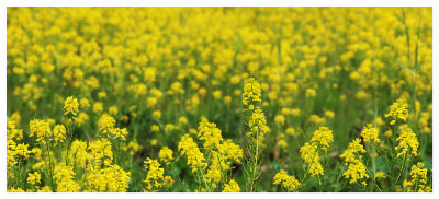 Yellow flowers