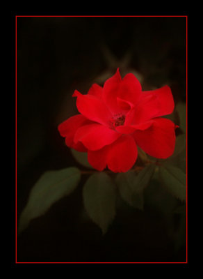 Red rose