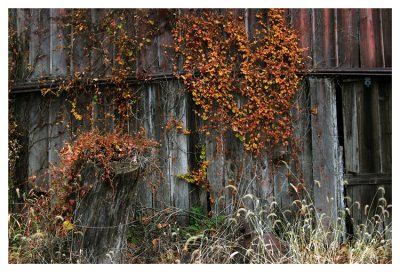 Plants on the barn