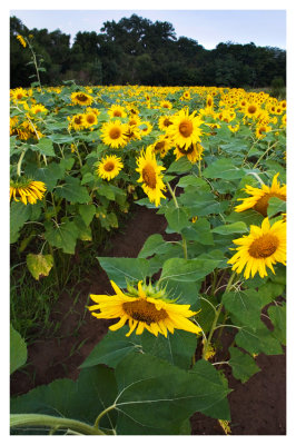 Sunflower field