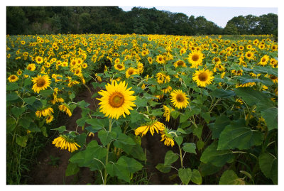 Sunflower field II