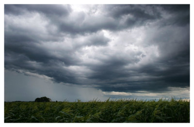 Storm over the corn field