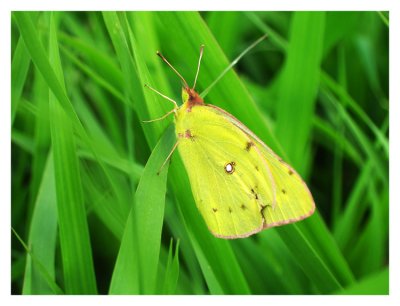 Yellow butterfly