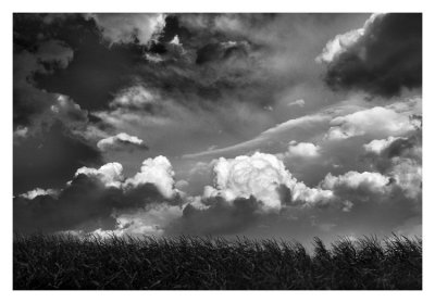 Clouds over the corn field