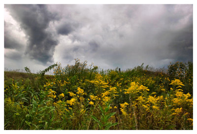 Goldenrod and the storm