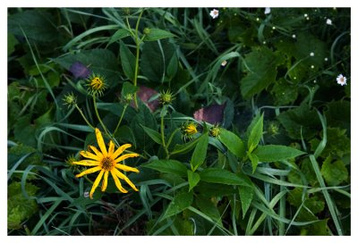 Flowers on the roadside