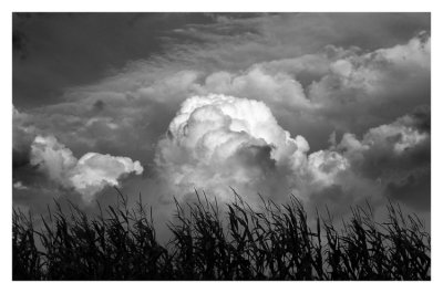 Storm over the corn field