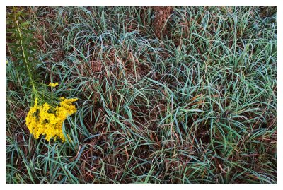 Morning grass and goldenrod