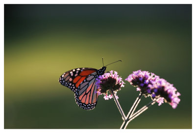 Monarch and flowers