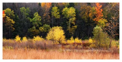 Woods of colors II