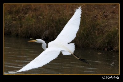 Egret