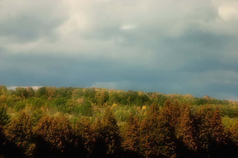 Above the Tree Tops