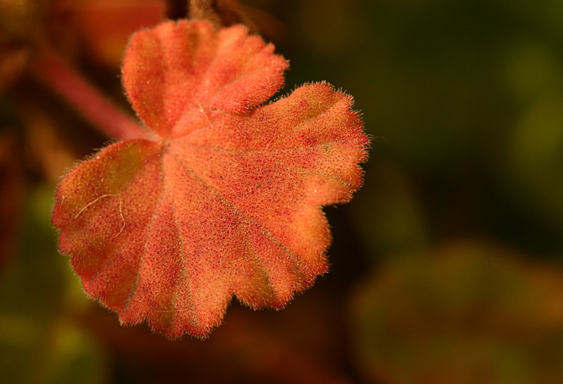 Geranium Leaf