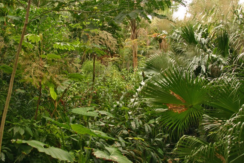 Tropical