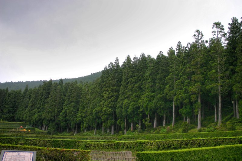 Forestry