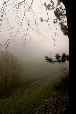 Foggy Pathway