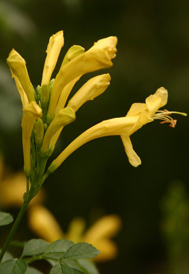 Lemony