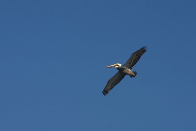 Brown Pelican