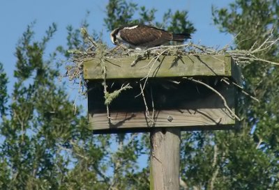 Nest Building  (closer)