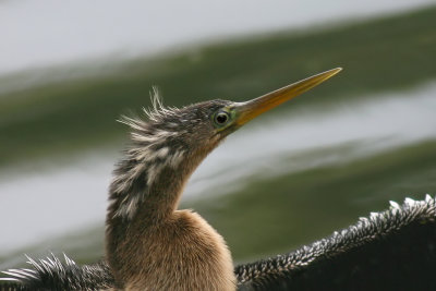 Anhinga Portrait