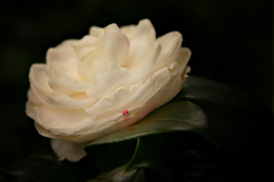 Camellia