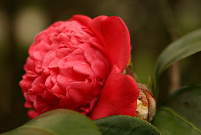 Red Camellia