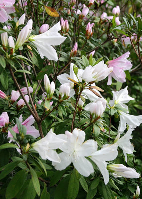 Pinks'n White