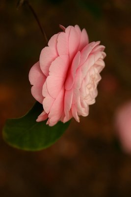 A Camellia Beauty