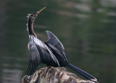 Anhinga Moment