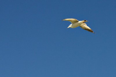 Lone Seagull