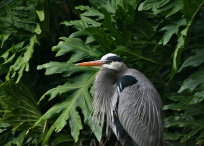 Great Blue Heron