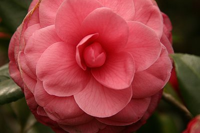 Camellia Petals