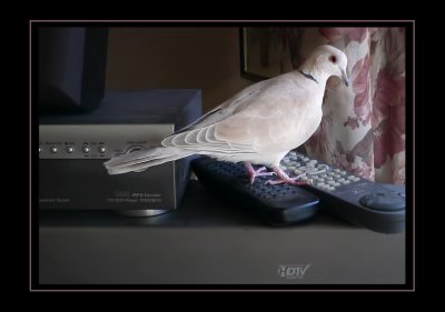 What channel for Animal Planet?