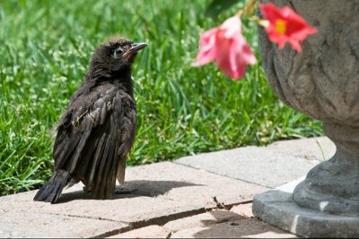Baby Grackle