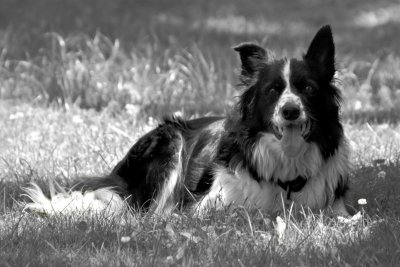 Caesar - The Herding Dog